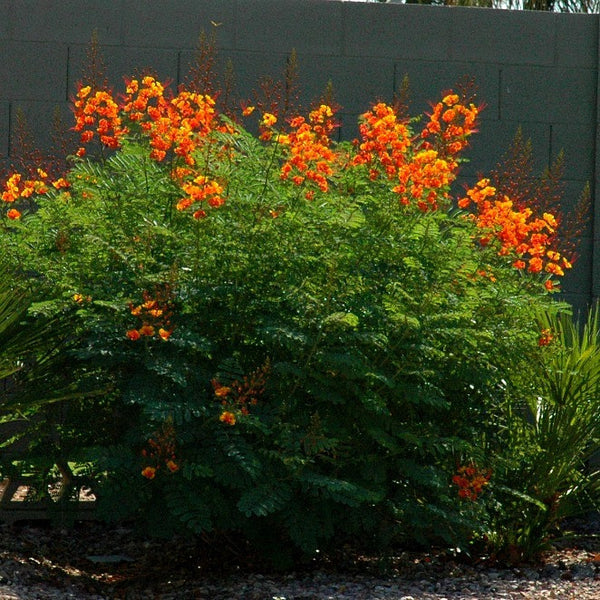 Caesalpinia pulcherrima - Red Bird of Paradise