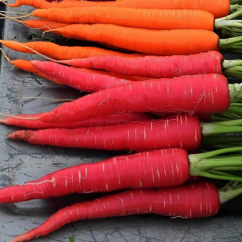 Kyoto Red Carrot  Japanese Heirloom