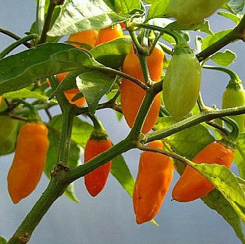 Datil Pepper - Heirloom Chile