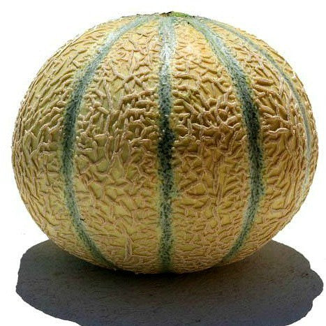 Charentais  - French Heirloom Melon