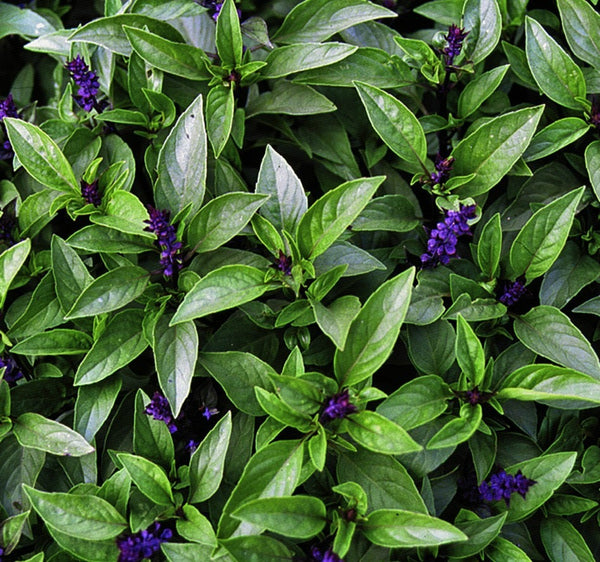 The Grand Basil Collection - 5 favorite flavors