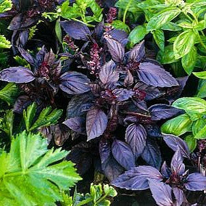 The Grand Basil Collection - 5 favorite flavors
