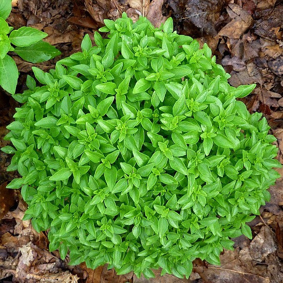 The Grand Basil Collection - 5 favorite flavors