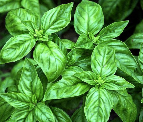 The Grand Basil Collection - 5 favorite flavors