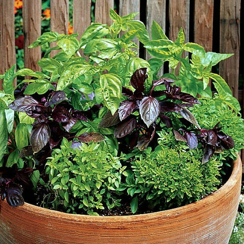 The Grand Basil Collection - 8 varieties