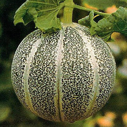 Petit Gris De Rennes - French Melon