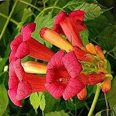 Campsis radicans - Red Trumpet Vine