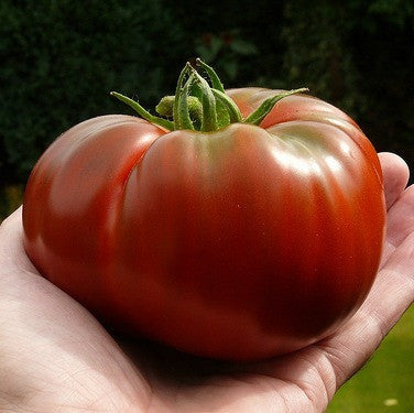 Paul Robeson - Heirloom Tomato
