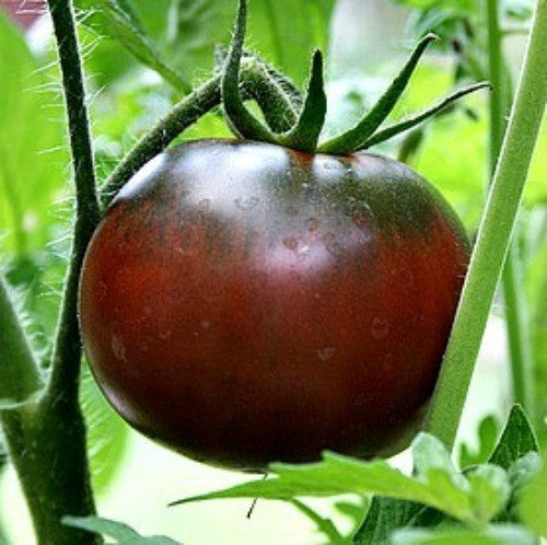 Paul Robeson - Heirloom Tomato