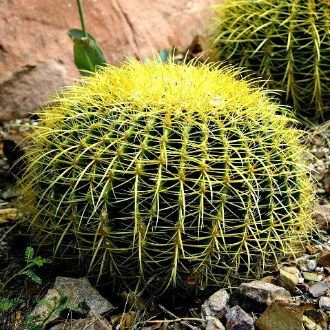 Echinocactus grusonii - Golden Barrel Cactus