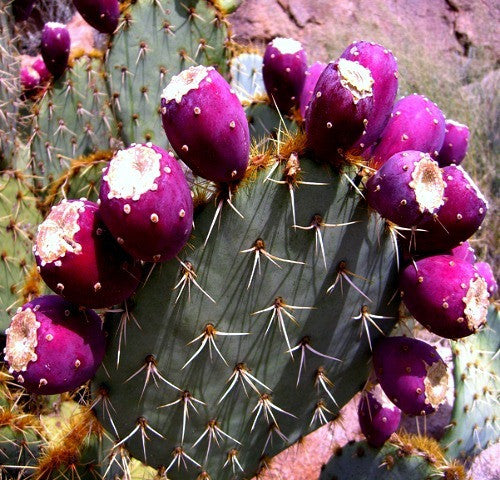 Opuntia engelmannii - Cactus Apple