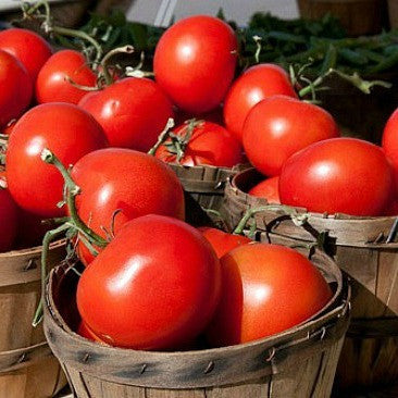Sub-Arctic Plenty - Heirloom Tomato