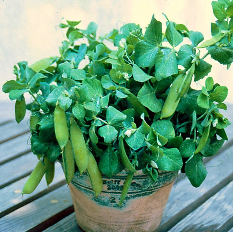 peas plant in pot Half-Pint Pea