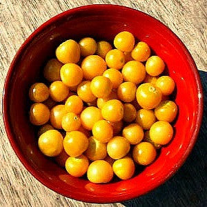 Cherry Tomato Collection - Five Heirlooms