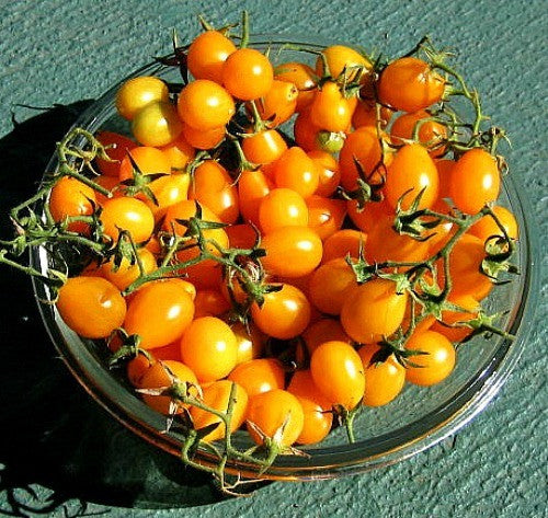 Cherry Tomato Collection - Five Heirlooms