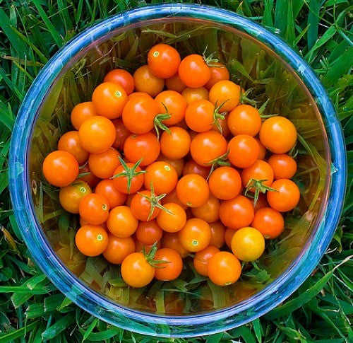 Cherry Tomato Collection - Five Heirlooms