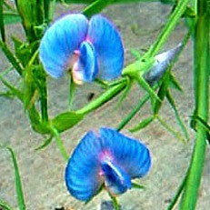 Lathyrus azureus - King Tut Grass Pea