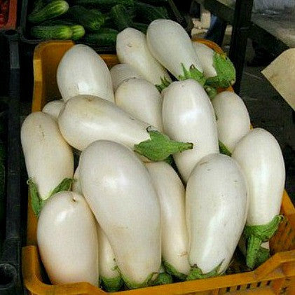 Japanese White Eggplant  Solanum melongena