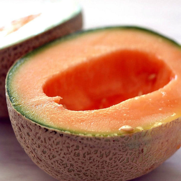 Tuscany Melon - Italian Heirloom