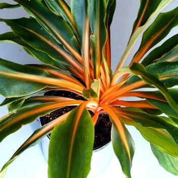 Chlorophytum amaniense - Mandarin Plant