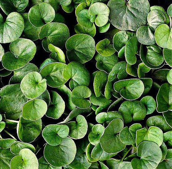 Dichondra repens - Dichondra