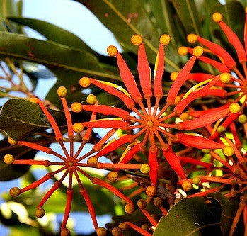 Stenocarpus sinuatus - Firewheel Tree
