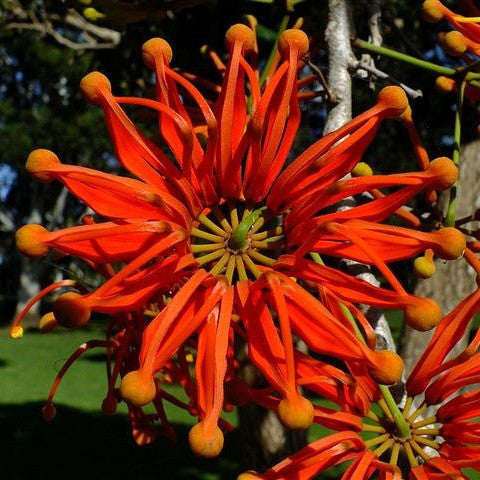 Stenocarpus sinuatus - Firewheel Tree