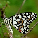Butterfly Garden Collection - Five Species
