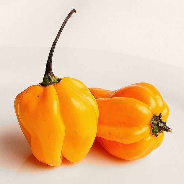 Trinidad Perfume  Heirloom Pepper