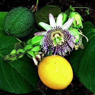 Passiflora ligularis  - Sweet Granadilla