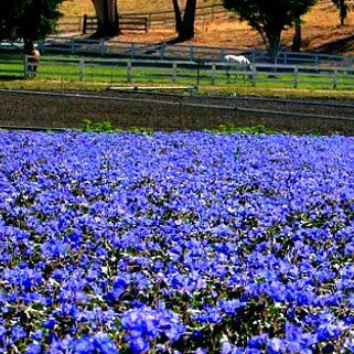 Phacelia campanularia - Desert Bluebells