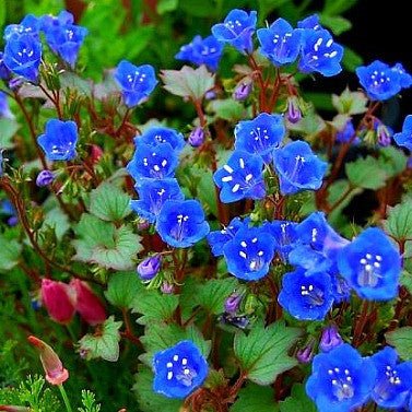 Phacelia campanularia - Desert Bluebells