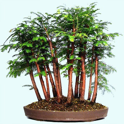 Metasequoia glyptostroboides - Dawn Redwood