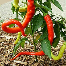 Corbaci Pepper - Turkish Heirloom