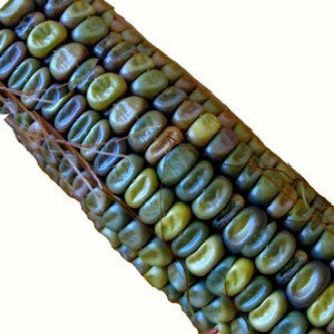 Oaxacan Green Corn - Mexican Heirloom