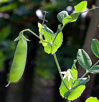 Sugar Snap Snow Peas - Autumn Garden