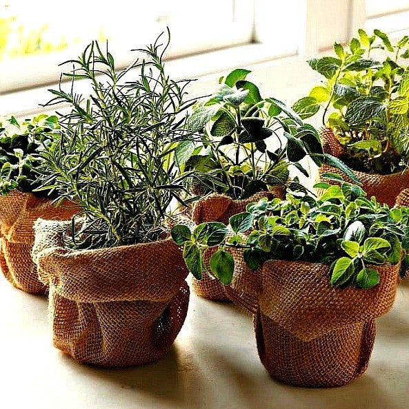 Windowsill Herb Garden - Six Gourmet Herbs