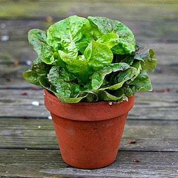 Tom Thumb Heirloom Lettuce