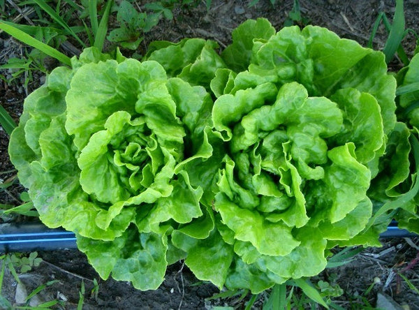 Tom Thumb Heirloom Lettuce