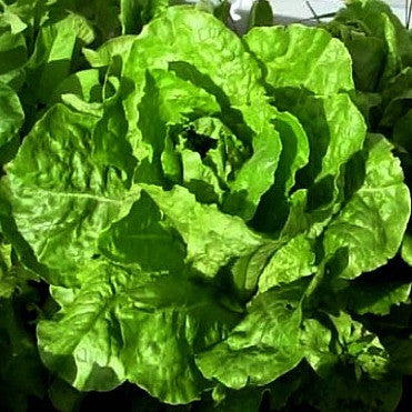 Tom Thumb Heirloom Lettuce