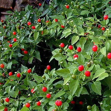 Pequin Pepper  - Bird Pepper