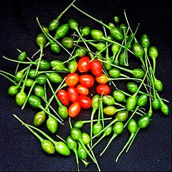 Pequin Pepper  - Bird Pepper