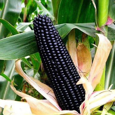 Aztec Black Corn  Ancient Heirloom