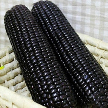 Aztec Black Corn - Ancient Heirloom