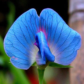 Lathyrus azureus - King Tut Grass Pea