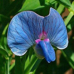 Lathyrus azureus - King Tut Grass Pea