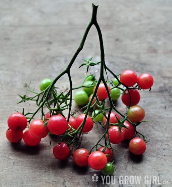 Matt's Wild Cherry - Heirloom Tomato