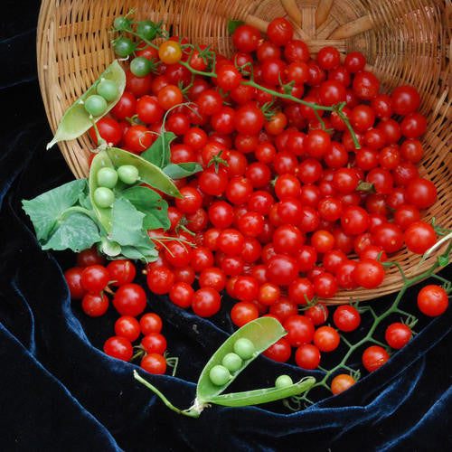 Matt's Wild Cherry - Heirloom Tomato