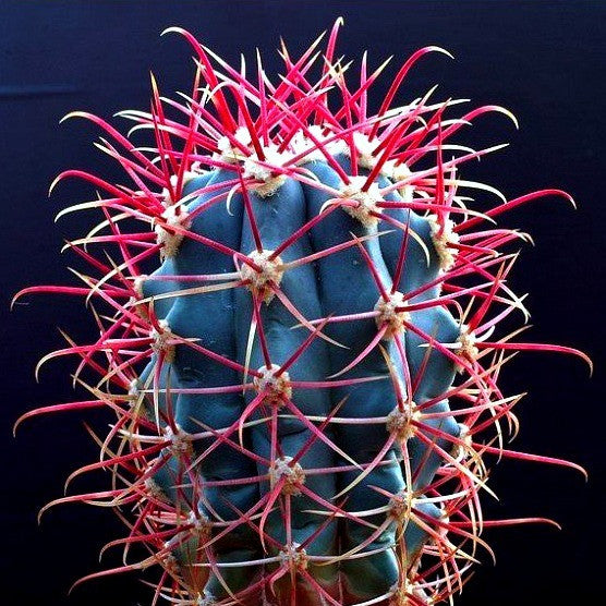 Ferocactus gracilis - Red Barrel Cactus