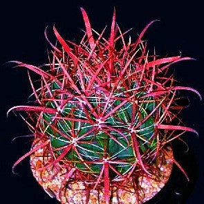 Ferocactus gracilis - Red Barrel Cactus
